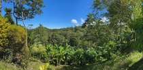 The Verdant Costa Rican jungle near Golfito   x 