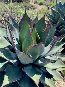 The very rare and dangerous Shaws Agave - Agave shawii critically endangered Torrey Pines park 