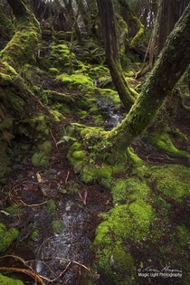 The vibrant greens of the moss covered forest on the Pencil Pines track at Cradle Mountain in Tasmania Australia 