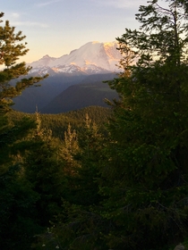 The view from between the trees Mt Rainier 