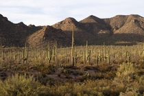 The Western Side of Saguaro National Park 