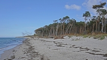 The wildest beach of the calm German Baltic sea coast - West Beach of Darss 
