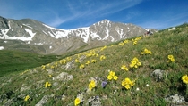 The wildflowers are in full bloom in Colorado 