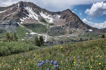 The wildflowers of Crested Butte Colorado 