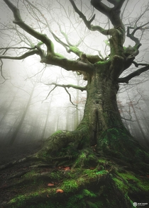 The Witch tree running for European Tree of the year the Netherlands 