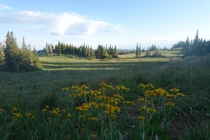 The wonderful meadows surrounding Medicine Bow Mountain WY 
