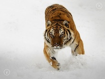 The WWF app for ipad has some amazing photos Panthera Tigris