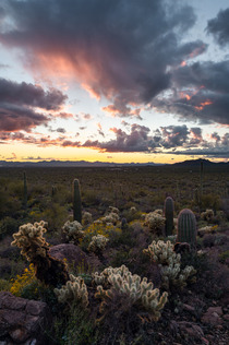 Them Cacti really know how to look pretty in a sunset Tucson AZ IGandrewsantiago_ 