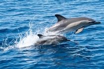 There is nothing like a mother dolphin teaching her baby how to jump and play in the water I took this from a sailing boat in the Aegean Sea off the coast of Skiathos 