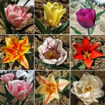 These are my tulips in my garden this season so far The double ones are Foxtrot Tulips Tulipa If you like similar content you can check out or even follow my page on instagram too pataplants I usually post the things I do on a gardening day with updates p