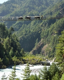 These black dots are yaks crossing a bridge in Nepal near Namche Bazar 