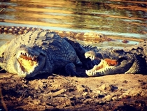 These crocodiles are smiling at me 