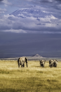 These elephants in Amboseli Kenya as they graze under the shadow of Kilimanjaro that rises above the clouds
