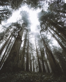 These enormous ancient Redwoods in the Fog in Jedediah State Park 