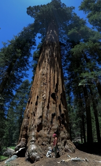 These trees at Sequoia National Park are massive  x