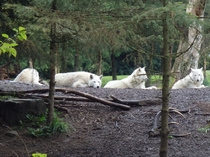 They look so bored Gray Wolves canis lupus at Woodland Park Zoo Seattle WA 