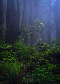 Think Fog in Redwoods National Park USA 