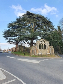 This abandoned church with a large tree growing in it - Suffolk England