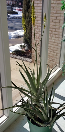 This Aloe plant is flowering with  buds 