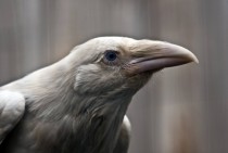 This bird is not an Albino raven but it is in fact a white raven 