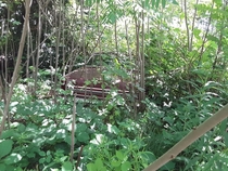 This car in the forest