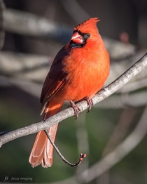 This cardinal is a backyard beauty 
