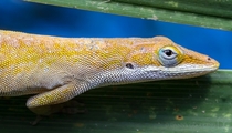 This Carolina anole Anolis carolinensis was more yellow than any Ive ever seen 