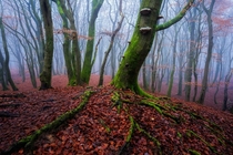 This forest looks like its straight out of a videogame the Netherlands x