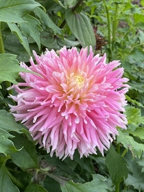 This gorgeous Dahlia growing in our community garden