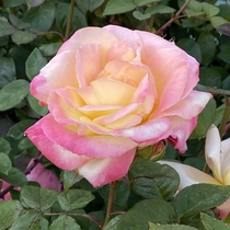 This gorgeous rose reminds me of sleeping beauty 