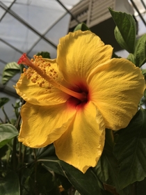this hibiscus wanted to show off this morning  boaz al