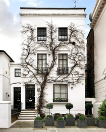 This House Covered With Wisteria Vines In London England