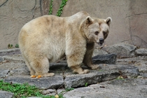 This is Honey a Syrian Brown Bear Ursus arctos syriacus she is almost  years old ie very old in bears year Melbourne Zoo Australia 