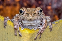 This little Cuban treefrog greeted me with an apparent smile and let me take a few photos before it went on its way 