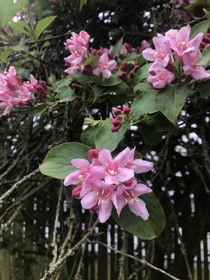 This lovely plant is my friends yard This is small tree with small clusters of pink very sweet but pleasant smelling flowers Does anyone know what it is