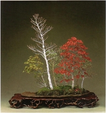 This makes me drool magnificent mixed forest bonsai by Saburo Kato