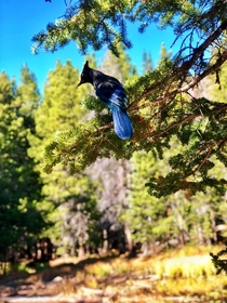 This Mountain Jay flew alongside us for a few minutes of our hike to Emerald Lake in the Rocky Mountain National Park 