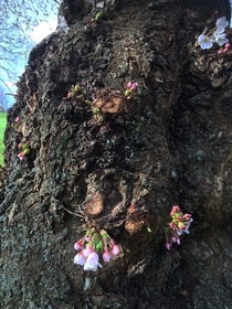 This old cherry blossom tree always flowers direct from the trunk 