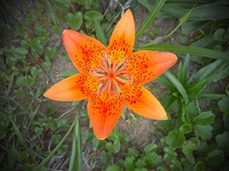This Orange Flower 