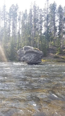 This perfectly perched rock has two Lodgepole Pines growing on it Firehole River Yellowstone National Park 