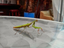 This prayer mantis lands on my coffee table