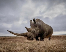 This Rhinos Impressive Horn