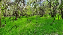 This stretch that looks like a swamp is on a walking trail on Pathfinder Parkway in Bartlesville OK 