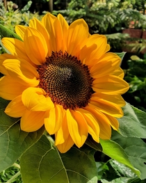 This sunflower I took a picture of last month The shape is perfect
