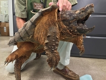 This Tuesday Nov   photo provided by the Houston SPCAs Wildlife Center of Texas shows a wounded  pound alligator snapping turtle The turtle is recovering at a Houston wildlife rehabilitation center after fire-rescue crews saved it from a rural drainage pi