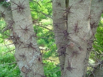 Thorns of the honey locust tree 