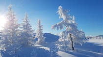 Those frozen trees below C Nunavik