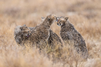 Three Cheetahs Photo credit to Sue Morris