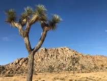 Throwback to my visit at the The Joshua Tree Park last summer It makes me so sad when I see what is happening to the right now 