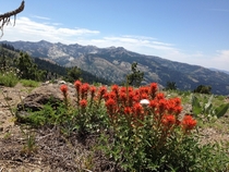 Throwback to the summer bloom in the Sierra Nevadas Truckee CA USA 